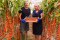 Farming, gardening, middle age and people concept - senior woman and man harvesting crop of cherry tomatoes at greenhouse on farm. Royalty Free Stock Photo