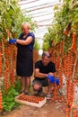 Farming, gardening, middle age and people concept - senior woman and man harvesting crop of cherry tomatoes at greenhouse on farm. Royalty Free Stock Photo