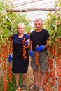 Farming, gardening, middle age and people concept - senior woman and man harvesting crop of cherry tomatoes at greenhouse on farm. Royalty Free Stock Photo