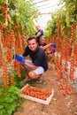 Farming, gardening, middle age and people concept - senior woman and man, som harvesting crop of cherry tomatoes at greenhouse on Royalty Free Stock Photo