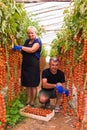 Farming, gardening, middle age and people concept - senior woman and man harvesting crop of cherry tomatoes at greenhouse on farm. Royalty Free Stock Photo