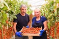 Farming, gardening, middle age and people concept - senior woman and man harvesting crop of cherry tomatoes at greenhouse on farm Royalty Free Stock Photo