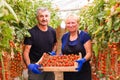 Farming, gardening, middle age and people concept - senior woman and man harvesting crop of cherry tomatoes at greenhouse on farm Royalty Free Stock Photo