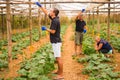 Farming, gardening, agriculture and people concept- Family harvesting cucumber at greenhouse Royalty Free Stock Photo