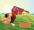 Farming hen chicken and rooster barn house sunny day field
