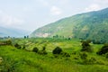 Farming in the hills of Himalayas. Uttarakhand India Royalty Free Stock Photo