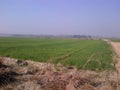 FARMING IN KARNAL ORGANIC