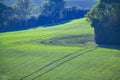 New winter crops showing in farmland near Crowhurst, East Sussex, England