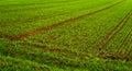 Farming in the middle of Europe Royalty Free Stock Photo