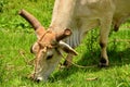 Farming in National park Vinales Royalty Free Stock Photo