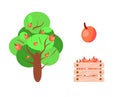 Farming nature concept. Green apple tree with fruits and box of red apples.