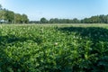 Farming in Netherlands, blossoming potato field in sunny day Royalty Free Stock Photo