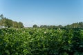 Farming in Netherlands, blossoming potato field in sunny day Royalty Free Stock Photo