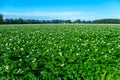 Farming in Netherlands, blossoming potato field in sunny day Royalty Free Stock Photo