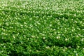 Farming in Netherlands, blossoming potato field in sunny day Royalty Free Stock Photo