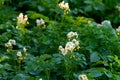 Farming in Netherlands, blossoming potato field in sunny day Royalty Free Stock Photo