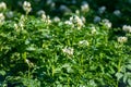 Farming in Netherlands, blossoming potato field in sunny day Royalty Free Stock Photo