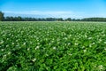 Farming in Netherlands, blossoming potato field in sunny day Royalty Free Stock Photo