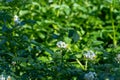 Farming in Netherlands, blossoming potato field in sunny day Royalty Free Stock Photo