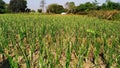Farming of onion plant Royalty Free Stock Photo