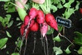 Farming Organic Permaculture Garden Radishes Harvest. Market Vegetables Countryside aesthetic. Royalty Free Stock Photo