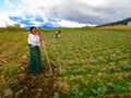 Farming in Otavalo, Ecuador