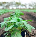 Farming, plants and ecology on a farm for growth of food, agriculture and sustainability in the countryside. Earth day Royalty Free Stock Photo