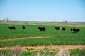 Farming and ranching black Angus cattle cows cattle to horizontal line, rural North Texas area, large green grass field meadow