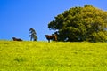 Farming red ruby devon cattle Royalty Free Stock Photo