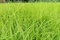 Farming, Rice, natural beauty rice fields