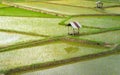 Farming season - top view green rice fields and cottages in Thailand Royalty Free Stock Photo