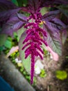 Farming Seeds, origanic Farming red flower photography Royalty Free Stock Photo