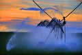 Farming Sprinklers in Field Irrigation and Watering of Crops Pivots Pivot Lines