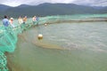 The farming sturgeon fish in cage culture in Tuyen Lam lake. Several species of sturgeons are harvested for their roe, which is m