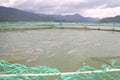 The farming sturgeon fish in cage culture in Tuyen Lam lake. Several species of sturgeons are harvested for their roe, which is ma