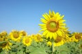 Big sunflower with blue sky background, Helianthus. Royalty Free Stock Photo