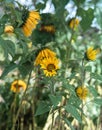 Farming Sunflowers. Fields of Sunflower in Floriculture. Royalty Free Stock Photo