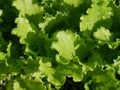 Farming vegetables. Organic and healthy. Closeup Royalty Free Stock Photo