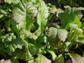 Farming vegetables. Organic and healthy. Closeup Royalty Free Stock Photo