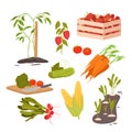 Farming vegetables set, growing root crops in soil and seedlings, tomatoes, cucumber