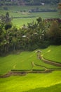 Stunning Rice Terraces of Pupuan, Bali.