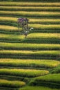 Stunning Rice Terraces of Pupuan, Bali.