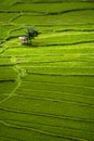 Stunning Rice Terraces of Pupuan, Bali.