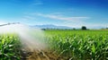 farming watering corn field Royalty Free Stock Photo