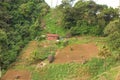 Farming on the windward side of a caribbean island