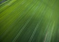 Aerial image of a lush green filed