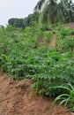 Farmland in Africa with green plants