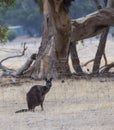 Kangaroo about to jump the anti-kangaroo stock fences in South Australia