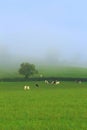 Farmland in Axe Valley, Devon