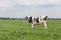 Farmland with black and white cow, the Netherlands